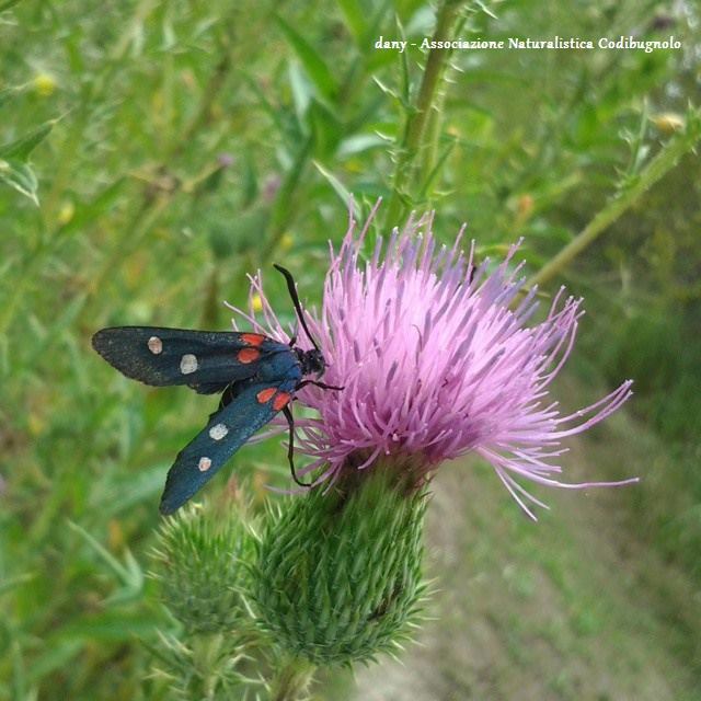 Zygaena ephialtes con 4 macchie?